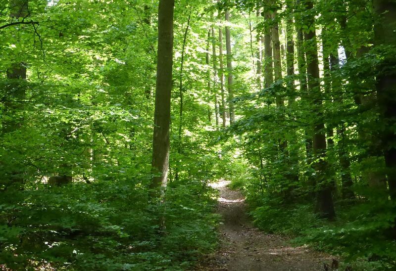 Ein sonnenbeschienener Feldweg schlängelt sich durch den dichten, grünen Badener Wald, mit hohen Bäumen und üppigem Unterholz auf beiden Seiten. Das Sonnenlicht dringt durch das Blätterdach darüber.