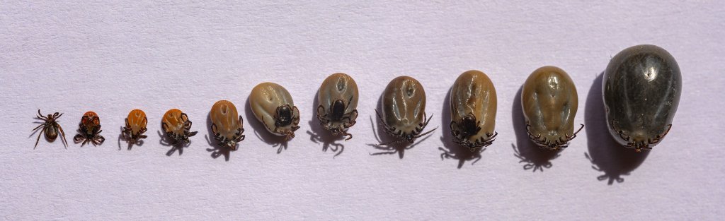 Zw&ouml;lf Zecken sind in einer Reihe auf wei&szlig;em Hintergrund aufgereiht, wobei ihre Gr&ouml;&szlig;e von der kleinsten bis zur gr&ouml;&szlig;ten Zecke reicht, um die Stadien des Zeckenbefalls zu veranschaulichen.