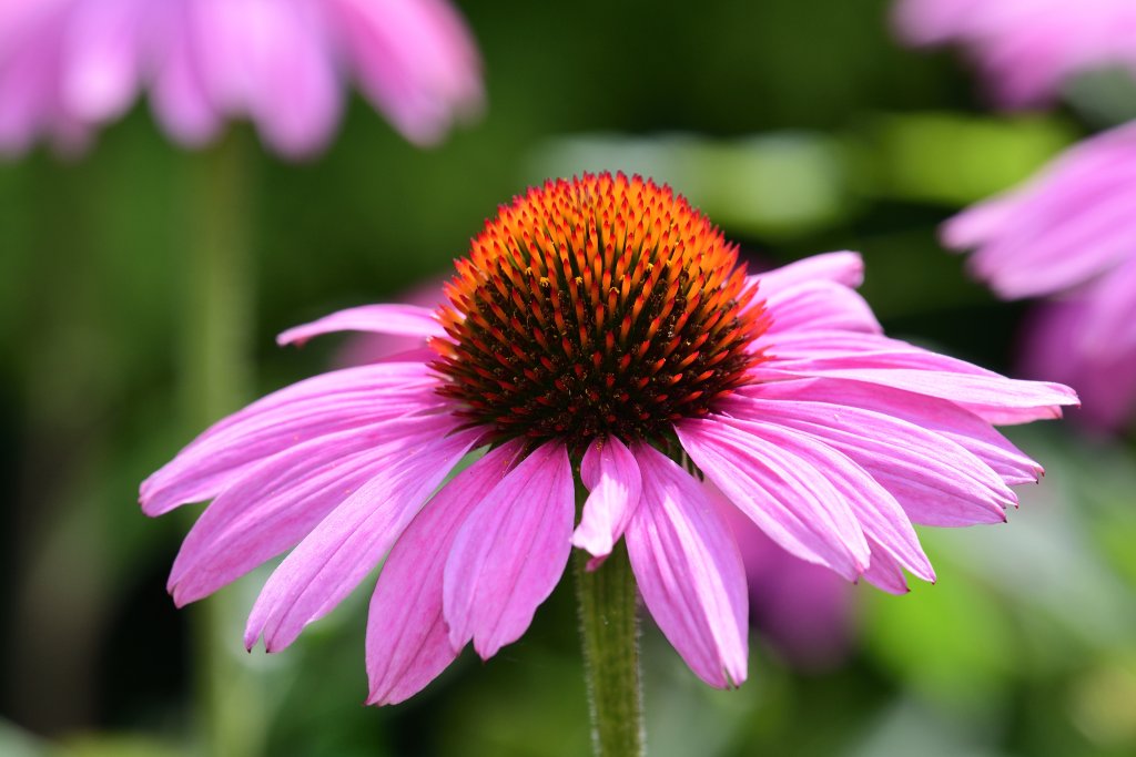 Nahaufnahme eines violetten Sonnenhuts, auch bekannt als Sonnenhut oder Echinacea, mit leuchtend rosafarbenen Bl&uuml;tenbl&auml;ttern und einem stacheligen, orange-braunen zentralen Kegel vor einem verschwommenen gr&uuml;nen Hintergrund.