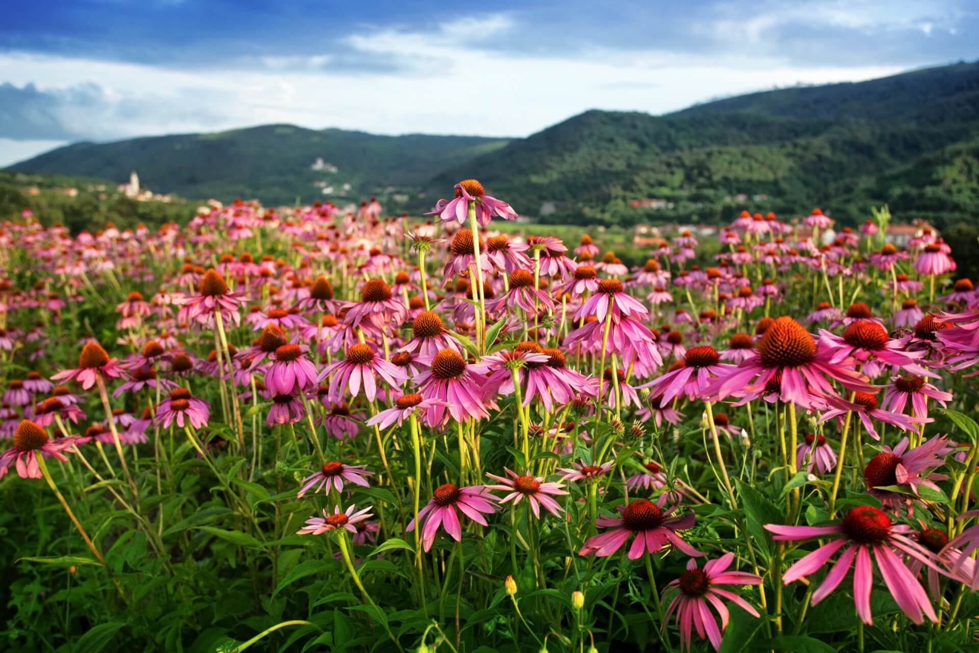 Ein Feld mit leuchtend lilafarbenen Echinacea-Bl&uuml;ten in voller Bl&uuml;te erstreckt sich unter einem teilweise bew&ouml;lkten blauen Himmel bis hin zu weit entfernten gr&uuml;nen H&uuml;geln. Die &uuml;ppige Landschaft strahlt ein Gef&uuml;hl der Ruhe und nat&uuml;rlichen Sch&ouml;nheit aus.