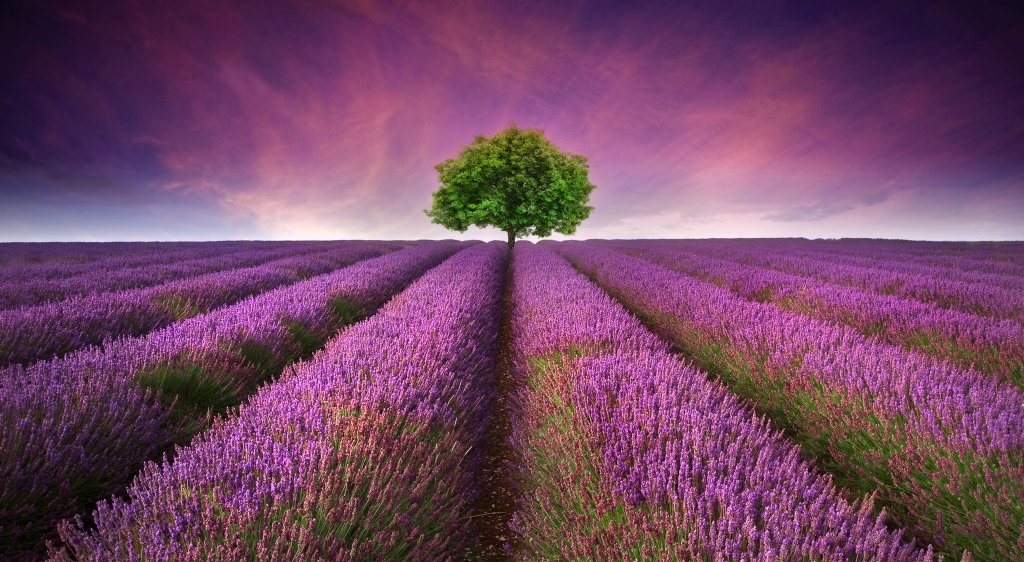 Ein einzelner gr&uuml;ner Baum steht am Horizont inmitten eines lavendelfarbenen Feldes, dessen violette Bl&uuml;tenreihen sich dem Betrachter unter einem leuchtend rosafarbenen und violetten Sonnenuntergangshimmel entgegenstrecken.
