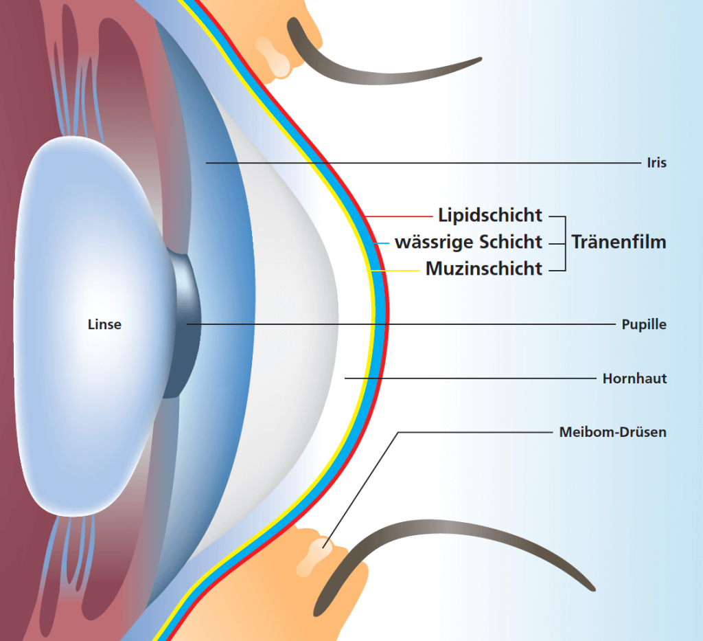 Eine Querschnittsdarstellung des menschlichen Auges mit deutschen Beschriftungen zeigt die Tr&auml;nenfilmschichten - Stichwort trockene Augen - zusammen mit Iris, Linse, Pupille, Hornhaut und Meibom-Dr&uuml;sen.