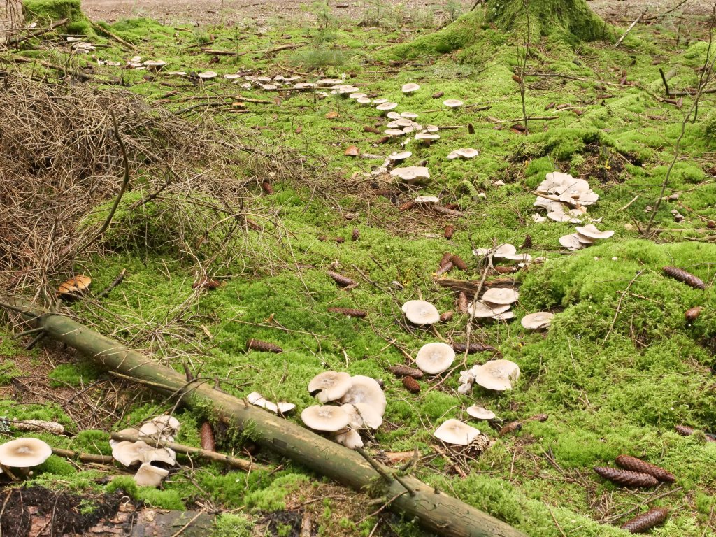 Eine Spur aus wei&szlig;en Pilzen zieht sich in einem Bogen &uuml;ber den moosbewachsenen Waldboden, umgeben von Tannenzapfen, herabgefallenen &Auml;sten und gr&uuml;ner Vegetation - und l&auml;dt ein in die faszinierende Welt der Pilzkunde.