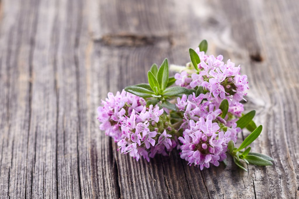 Ein kleiner Strau&szlig; bl&uuml;henden Thymians, der sowohl als Gew&uuml;rz als auch als Heilmittel gesch&auml;tzt wird, mit zarten rosa-violetten Bl&uuml;ten und gr&uuml;nen Bl&auml;ttern ruht auf einer rustikalen Holzfl&auml;che.