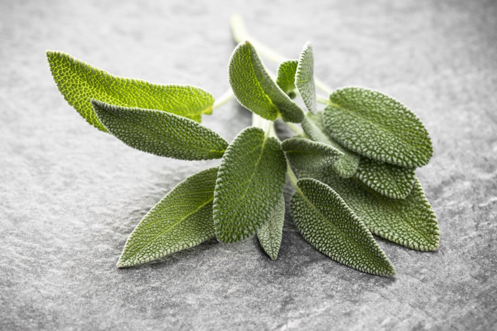 Eine Nahaufnahme von frischen Salbeibl&auml;ttern mit strukturierter Oberfl&auml;che, die auf einem grauen Steinhintergrund liegen und Gew&uuml;rze als Heilmittel in ihrer nat&uuml;rlichen Form zeigen.