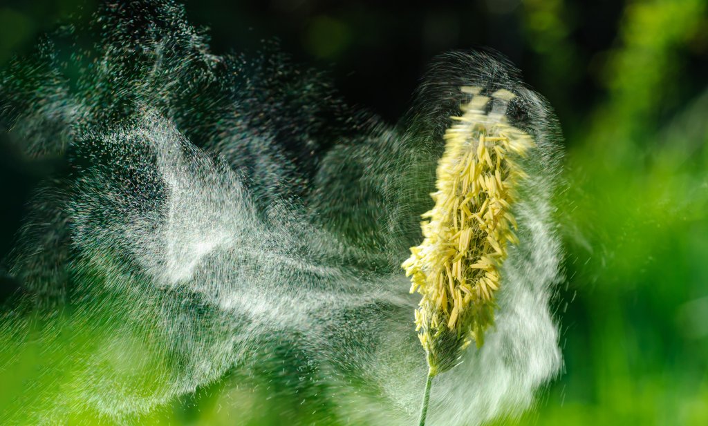 Nahaufnahme einer Grasblume, die Pollen in die Luft abgibt, wobei sich gelbe K&ouml;rner sichtbar ausbreiten - eine lebhafte Darstellung von Heuschnupfenausl&ouml;sern, die in einer Wolke vor einem verschwommenen gr&uuml;nen Hintergrund wirbeln.