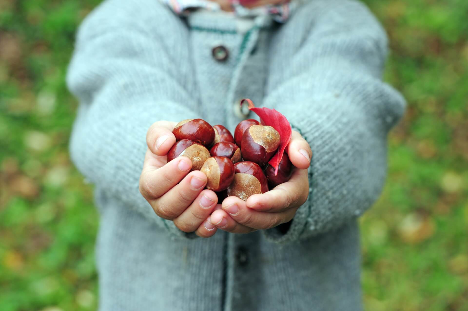 Ein Kind in einem grauen Pullover h&auml;lt gl&auml;nzende braune Kastanien und ein rotes Herbstblatt vor einem verschwommenen gr&uuml;nen Hintergrund in die H&ouml;he - wie die Sammelkarten der Natur, die darauf warten, gesammelt zu werden.