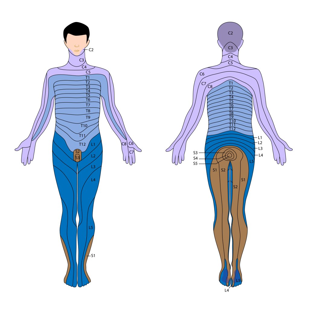 Diagramm einer menschlichen Figur von vorne und hinten mit Dermatomen - gekennzeichnete Hautregionen, die von Spinalnerven versorgt werden und h&auml;ufig bei Herpes Zoster (G&uuml;rtelrose) betroffen sind - mit farbkodierten Bereichen und Beschriftungen von C2 bis S1 in beiden Ansichten.
