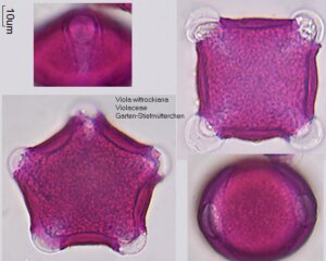 Mikroskopische Aufnahmen von violetten Pollenk&ouml;rnern von Viola wittrockiana, die runde, quadratische und sternf&ouml;rmige Formen mit einem 10-Mikrometer-Skalierungsbalken zeigen - ein aufschlussreicher Blick auf m&ouml;gliche Kreuzallergie-Ausl&ouml;ser f&uuml;r Menschen mit Heuschnupfen.