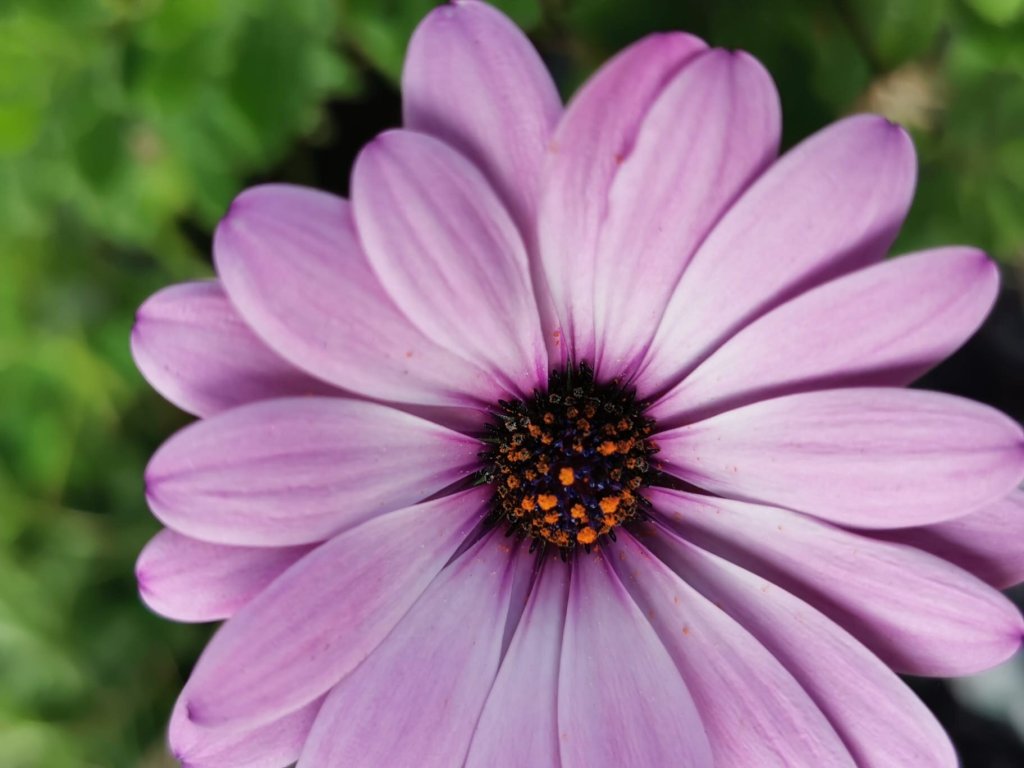 Eine Nahaufnahme einer einzelnen hellvioletten G&auml;nsebl&uuml;mchenbl&uuml;te mit dunkler Mitte und orangefarbenen Pollen vor einem unscharfen gr&uuml;nen Hintergrund - perfekt f&uuml;r Liebhaber von G&auml;rtnern oder f&uuml;r alle, die in der Sch&ouml;nheit der Natur Therapie finden.