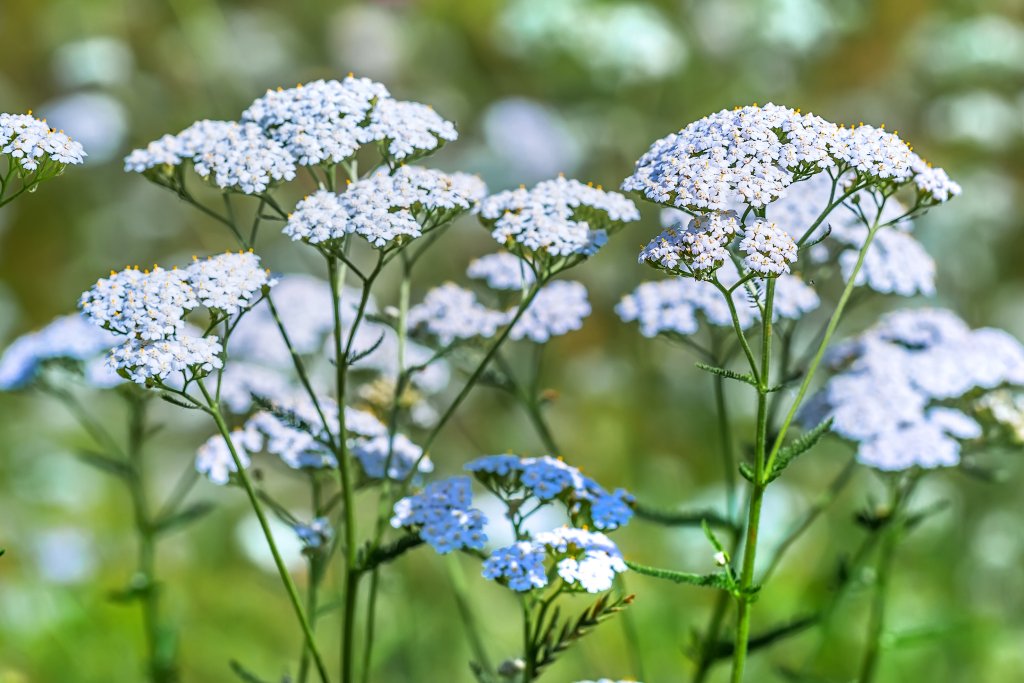 Plant Yarrow ordinary (Achillea millefolium )