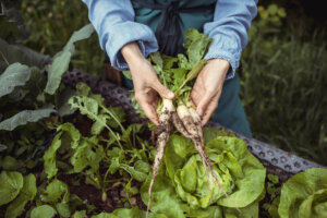 Eine Person in blauem Hemd und Sch&uuml;rze h&auml;lt drei frisch geerntete Neophyten-Radieschen, an denen noch Schmutz klebt, &uuml;ber ein Gartenbeet, in dem Salat, Meerrettich und andere Gr&uuml;npflanzen gedeihen.