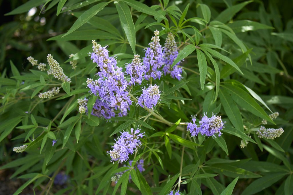 Lila Stachelbl&uuml;ten bl&uuml;hen zwischen l&auml;nglichen gr&uuml;nen Bl&auml;ttern auf einer &uuml;ppigen Pflanze, die im Freien bei nat&uuml;rlichem Licht steht und den nat&uuml;rlichen Rhythmus des weiblichen Zyklus widerspiegelt und die Gesundheit der Frauen symbolisiert.
