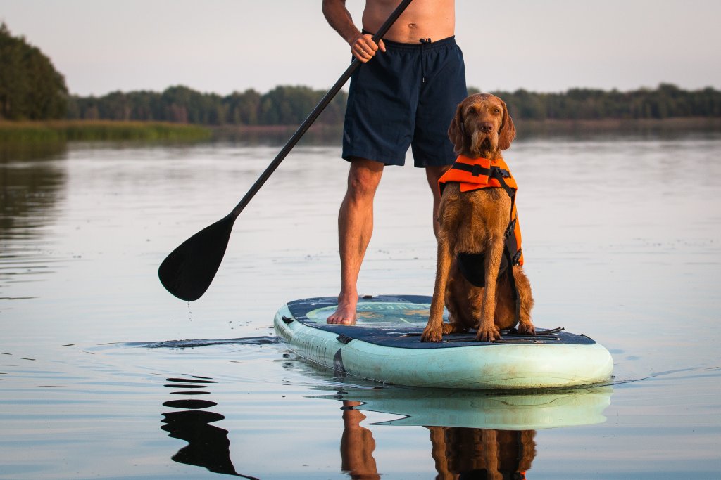 Eine Person in marineblauen Shorts paddelt auf einem ruhigen See mit ihrem Hund, einem braunen Hund in einer orangefarbenen Schwimmweste, der vorne sitzt. B&auml;ume und Schilf s&auml;umen das Wasser - ein idealer Einsatz f&uuml;r Gesundheit und Abenteuer.