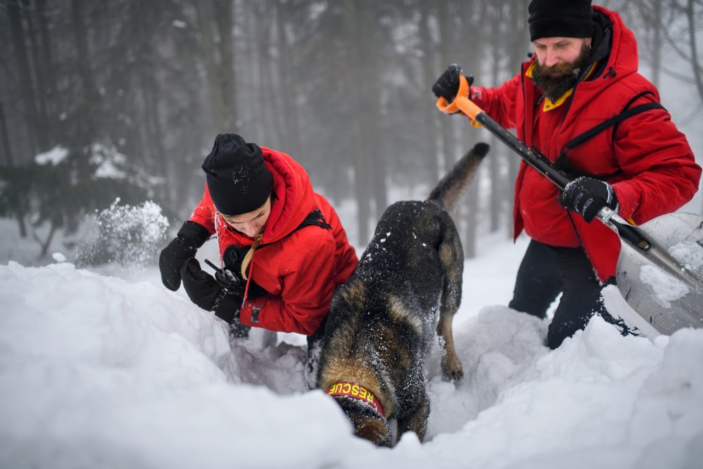 Zwei Rettungskr&auml;fte in roten Jacken und ein Such- und Rettungshund graben sich in einem Waldgebiet durch den tiefen Schnee; eine Person benutzt eine Schaufel, w&auml;hrend der Hund, der ein gelbes RESCUE-Halsband tr&auml;gt, w&auml;hrend des Einsatzes den Boden erschn&uuml;ffelt.