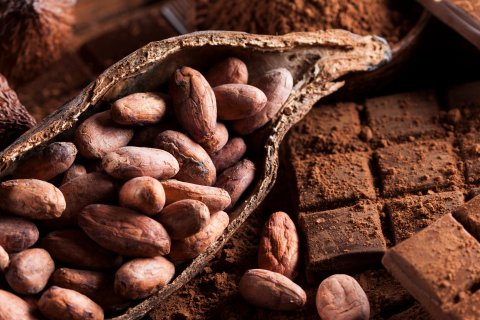 Eine Nahaufnahme von Kakaobohnen in einer ge&ouml;ffneten Kakaoschote, um die herum Schokolade und Kakaopulver verstreut sind. Das Bild hebt die rohen Zutaten und das fertige Produkt hervor und erinnert an die raffinierte Qualit&auml;t einer Apotheke.