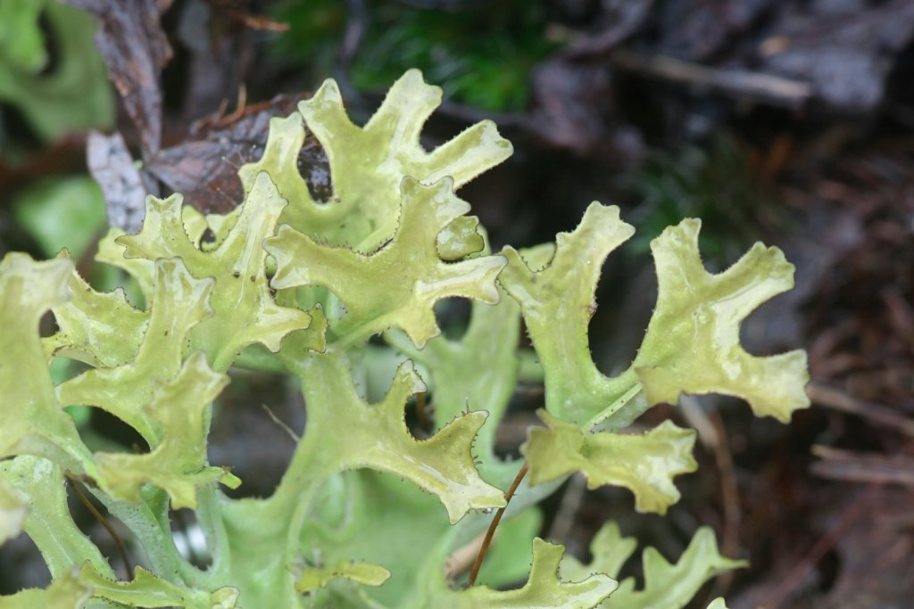 Nahaufnahme einer hellgr&uuml;nen, blattartigen Flechte mit unregelm&auml;&szlig;ig gelappten R&auml;ndern, die auf einer nat&uuml;rlichen Oberfl&auml;che w&auml;chst - ein Bild, das Natur pur verk&ouml;rpert und Verbindungen zur traditionellen Phytotherapie aufweist. Der unscharfe Hintergrund deutet auf braune und gr&uuml;ne Vegetation hin.