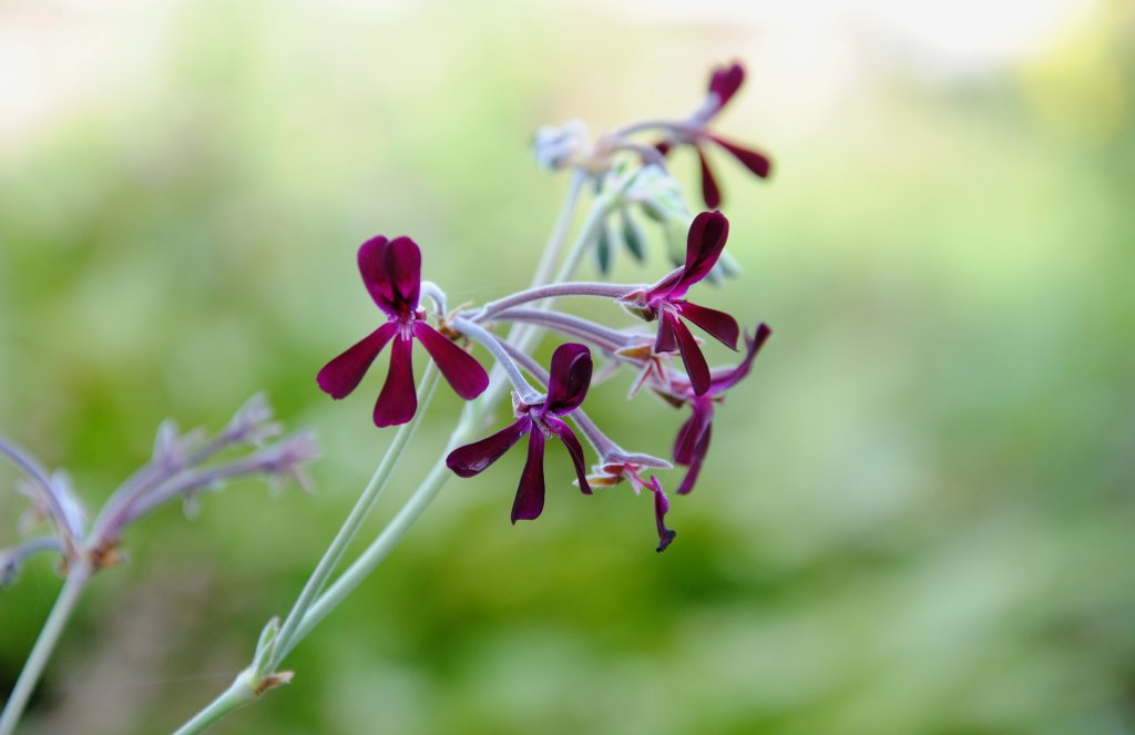 Nahaufnahme von zarten, dunkelvioletten Bl&uuml;ten mit schlanken Bl&uuml;tenbl&auml;ttern und blassen St&auml;ngeln vor einem weichen, unscharfen gr&uuml;nen Hintergrund - eine Anspielung auf die sanfte Kraft der Natur, die in der Phytotherapie oft zum Einsatz kommt.