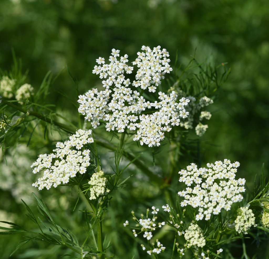 Anise, Pimpinella anisum