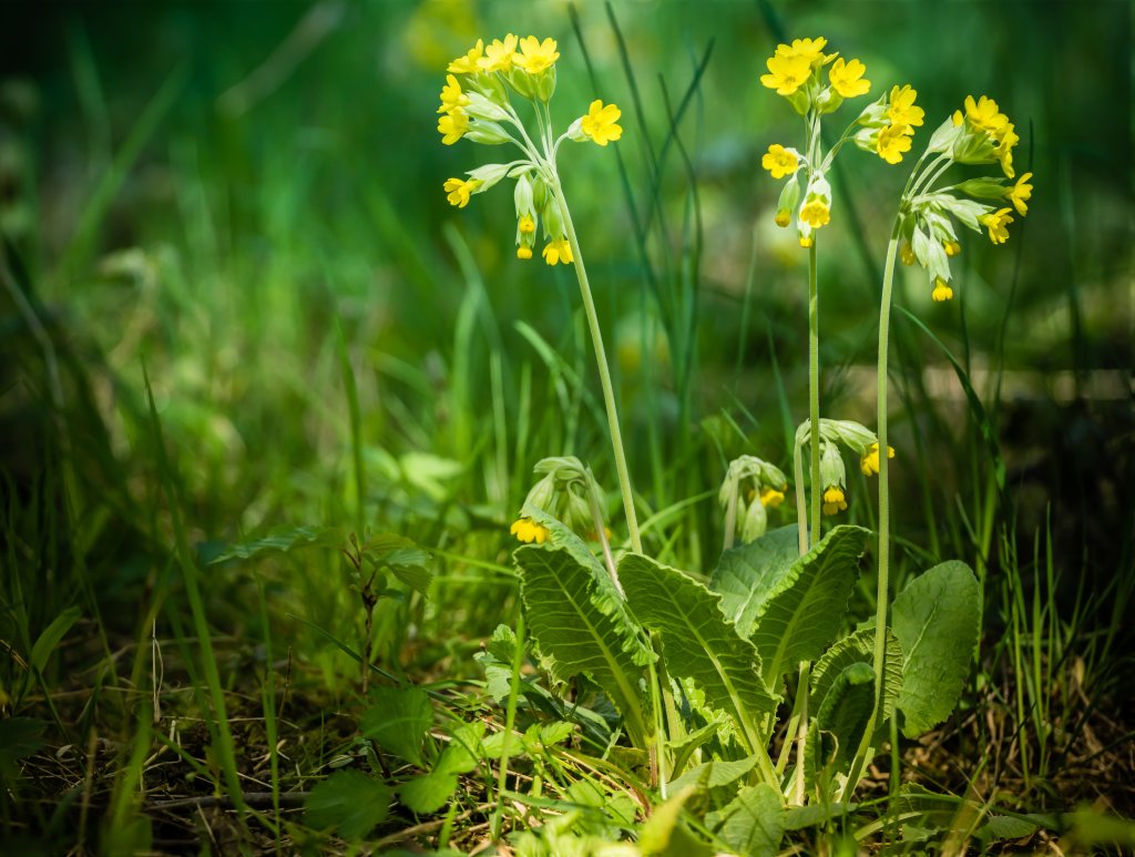Primula veris