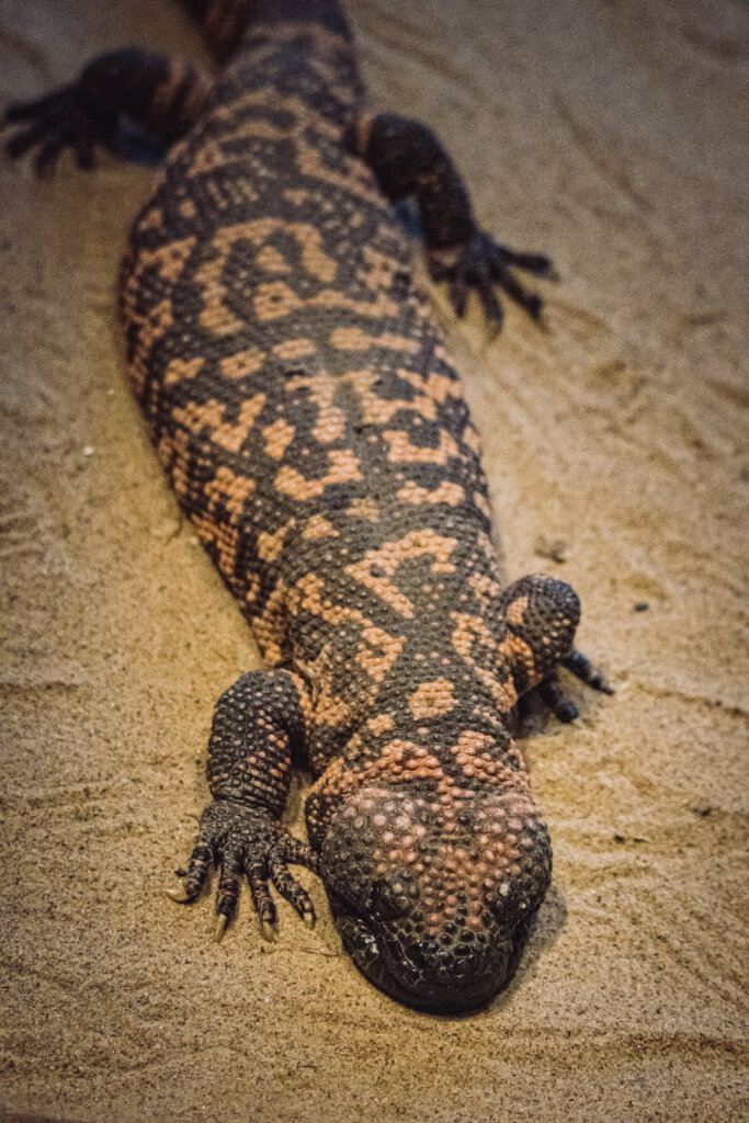 Eine Nahaufnahme eines Gila-Monsters, das auf sandigem Boden liegt, zeigt seine strukturierte, holprige Haut mit orangefarbenen und schwarzen Mustern und einen ausgestreckten Vorderfu&szlig; mit Krallen - ein Wunder der Natur, weit entfernt von Abnehmspritzen oder dem Hype um schnelle L&ouml;sungen.