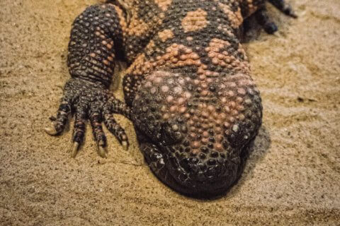 Eine Nahaufnahme eines Gila-Monsters, das auf sandigem Boden liegt, zeigt seine strukturierte, holprige Haut mit orangefarbenen und schwarzen Mustern und einen ausgestreckten Vorderfu&szlig; mit Krallen - ein Wunder der Natur, weit entfernt von Abnehmspritzen oder dem Hype um schnelle L&ouml;sungen.