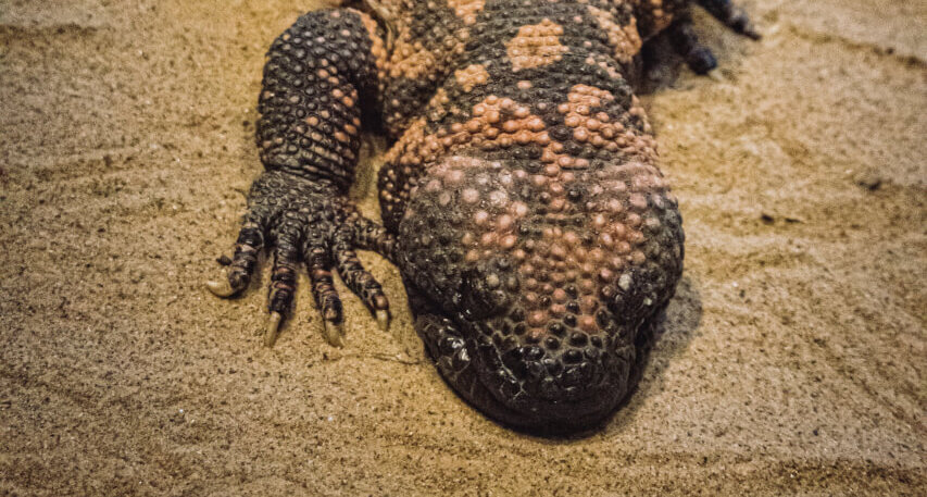 Eine Nahaufnahme eines Gila-Monsters, das auf sandigem Boden liegt, zeigt seine strukturierte, holprige Haut mit orangefarbenen und schwarzen Mustern und einen ausgestreckten Vorderfu&szlig; mit Krallen - ein Wunder der Natur, weit entfernt von Abnehmspritzen oder dem Hype um schnelle L&ouml;sungen.