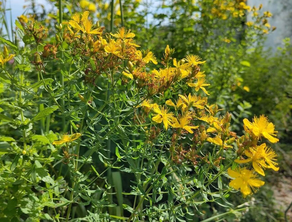 Nahaufnahme von leuchtend gelben Wildblumen, möglicherweise Johanniskraut, mit zarten Blütenblättern und dünnen grünen Blättern, die dicht in einem sonnenbeschienenen Garten wachsen. Die Szene zeigt eine goldene Vielfalt inmitten weiterer Blumen und Grünpflanzen im unscharfen Hintergrund.