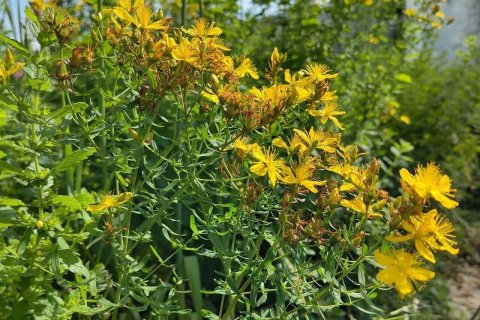 Nahaufnahme von leuchtend gelben Wildblumen, m&ouml;glicherweise Johanniskraut, mit zarten Bl&uuml;tenbl&auml;ttern und d&uuml;nnen gr&uuml;nen Bl&auml;ttern, die dicht in einem sonnenbeschienenen Garten wachsen. Die Szene zeigt eine goldene Vielfalt inmitten weiterer Blumen und Gr&uuml;npflanzen im unscharfen Hintergrund.