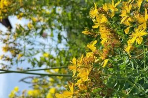 Ein B&uuml;schel leuchtend gelber Wildblumen w&auml;chst zwischen gr&uuml;nem Laub in einem sonnigen Garten, mit weiteren Blumen und Gr&uuml;npflanzen, die im Hintergrund verschwimmen.