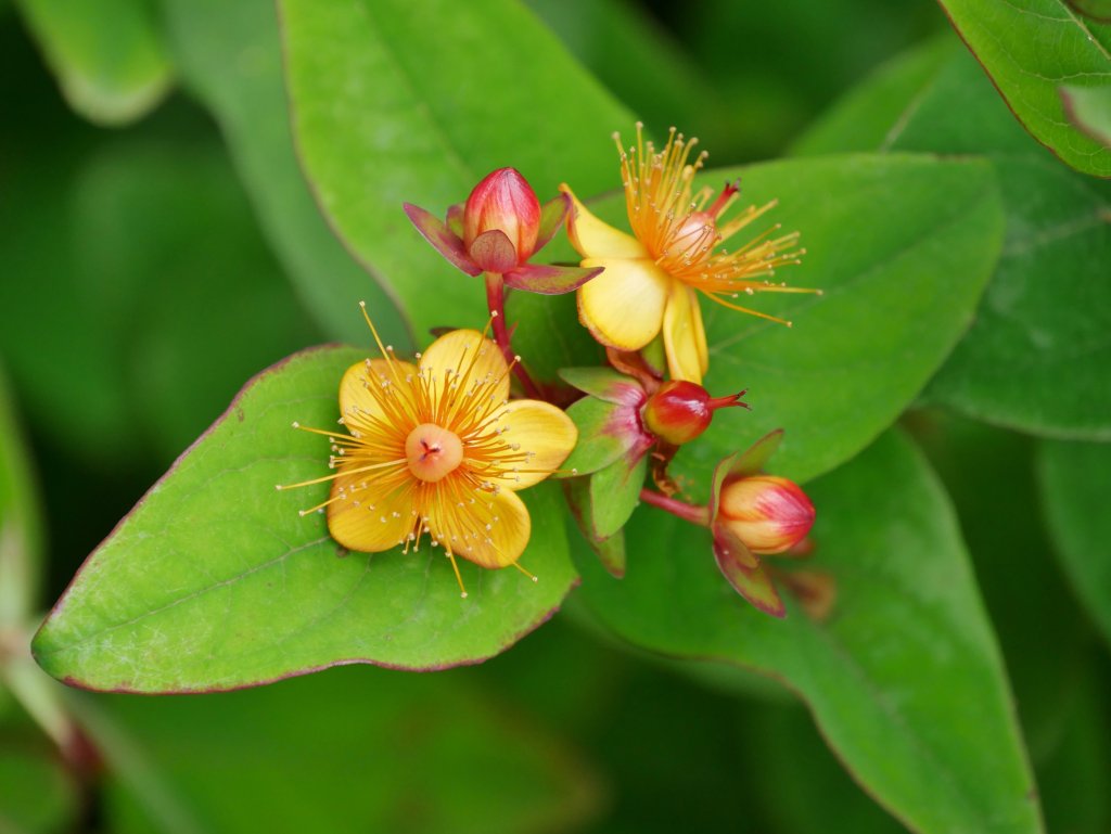 Gelbe Bl&uuml;ten mit d&uuml;nnen, stacheligen Staubgef&auml;&szlig;en und roten Knospen bl&uuml;hen zwischen gl&auml;nzend gr&uuml;nen Bl&auml;ttern. Die leuchtenden Farben und die Nahaufnahme heben die Details der Bl&uuml;tenbl&auml;tter, Staubgef&auml;&szlig;e und des umgebenden Laubes hervor.