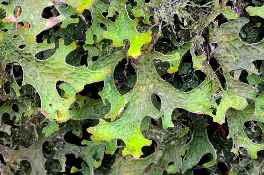 Nahaufnahme einer gr&uuml;nen Blattflechte, identifiziert als Lobaria pulmonaria (Lungenflechte), mit gewellten, unregelm&auml;&szlig;igen R&auml;ndern und kleinen L&ouml;chern. Der dichte Wuchs weist eine holprige Struktur auf und hat hell- bis dunkelgr&uuml;ne Farbt&ouml;ne.