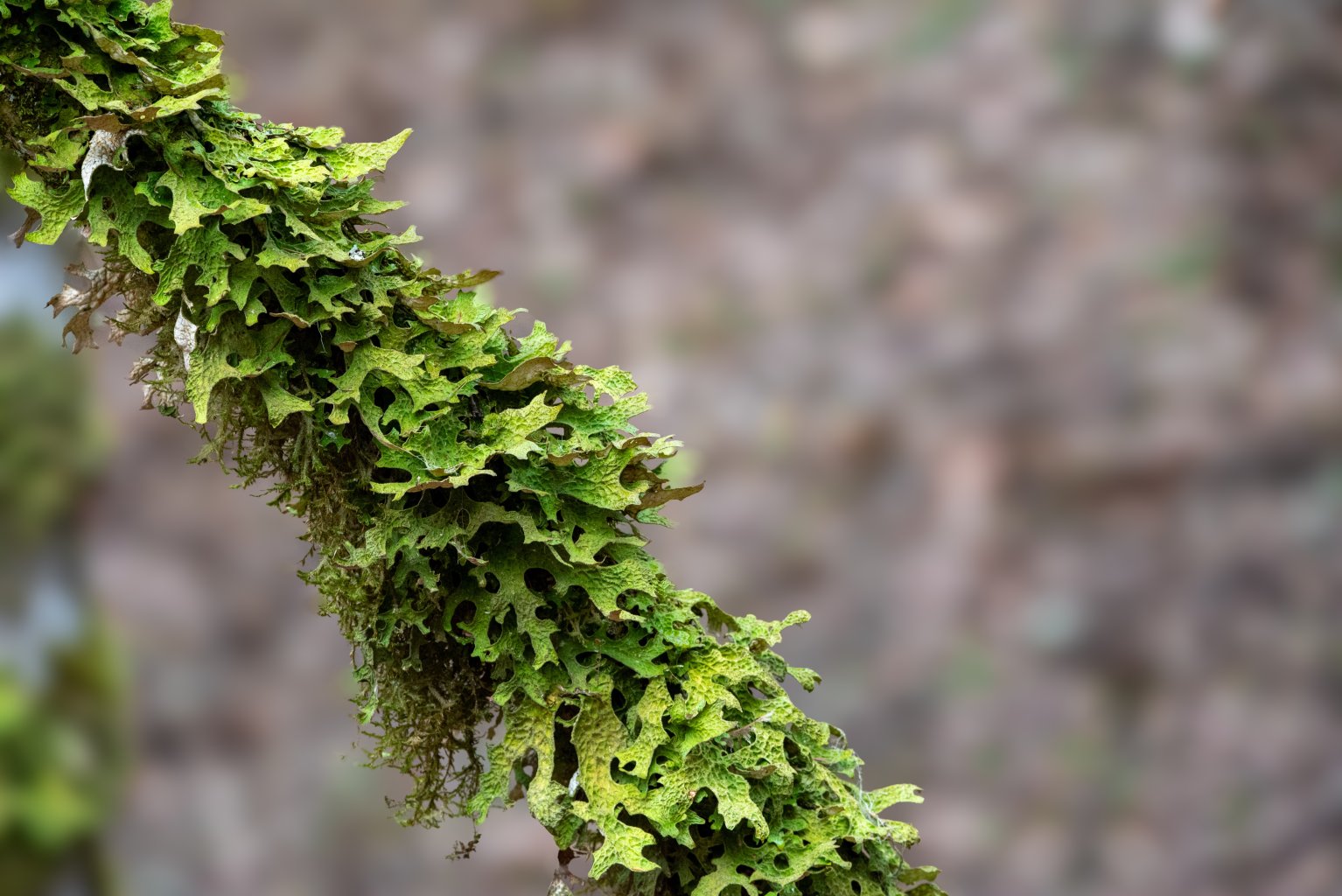 Nahaufnahme einer gr&uuml;nen, blattreichen Flechte - wahrscheinlich Lungenflechte (Lobaria pulmonaria) -, die dicht auf einem Zweig w&auml;chst, mit unregelm&auml;&szlig;ig gekr&auml;uselten R&auml;ndern und einem verschwommenen braunen und grauen Hintergrund. Die Flechte bedeckt den gr&ouml;&szlig;ten Teil des sichtbaren Zweigs.