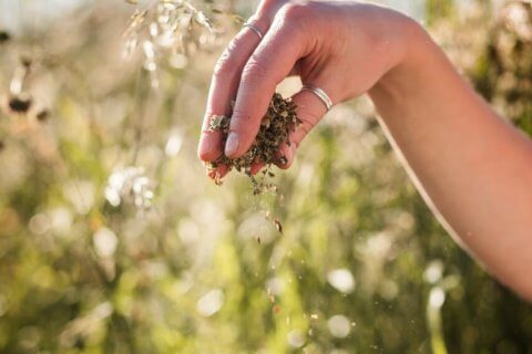 Eine Hand streut getrocknete Kr&auml;uter in ein Glasgef&auml;&szlig;, das sie in der anderen h&auml;lt. Der Hintergrund ist unscharf und zeigt hohes Gartengras und Wildblumen im nat&uuml;rlichen Sonnenlicht.
