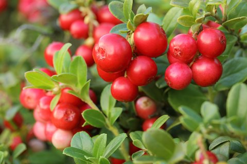 Leuchtend rote Beeren wachsen in Trauben zwischen gl&auml;nzend gr&uuml;nen Bl&auml;ttern an einem Strauch; ihre Pflanzenkraft wird vom Sonnenlicht hervorgehoben und schafft so ein frisches, nat&uuml;rliches Bild, das bei Blasenentz&uuml;ndung helfen kann.