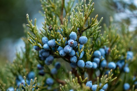 An den Zweigen eines Wacholderstrauchs mit nadelartigem gr&uuml;nem Laub wachsen Trauben runder, blauer Beeren, die die Pflanzenkraft verdeutlichen, die dabei helfen kann, Beschwerden wie eine Blasenentz&uuml;ndung auf nat&uuml;rliche Weise zu lindern.