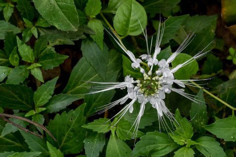 Eine Nahaufnahme der Schnurrhaarbl&uuml;te (Orthosiphon aristatus), die f&uuml;r ihre pflanzliche Heilkraft bei Blasenentz&uuml;ndungen bekannt ist, mit langen, d&uuml;nnen Staubbl&auml;ttern, umgeben von &uuml;ppig gr&uuml;nen Bl&auml;ttern.