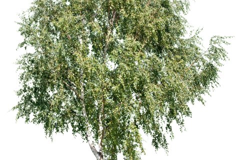 Ein hoher gr&uuml;ner Baum mit schlankem Stamm und dichten, belaubten &Auml;sten verk&ouml;rpert &bdquo;Pflanzenkraft&ldquo; &ndash; isoliert vor einem wei&szlig;en Hintergrund.