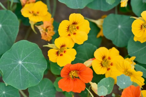 Leuchtend gelbe und orangefarbene Kapuzinerkressebl&uuml;ten mit rundlichen gr&uuml;nen Bl&auml;ttern, von oben in einer Gartenkulisse betrachtet, verdeutlichen die &bdquo;Pflanzenkraft&ldquo;, die zum Wohlbefinden beitragen kann.