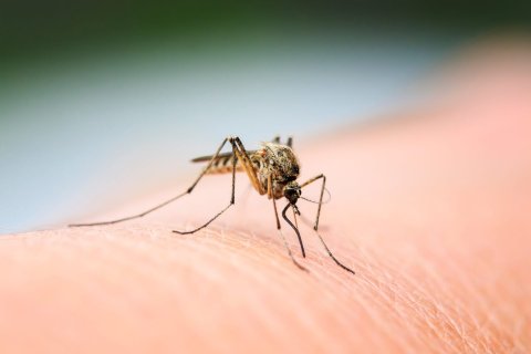 Nahaufnahme einer M&uuml;cke mit langen Beinen und R&uuml;ssel, die auf menschlicher Haut sitzt und gerade zum Stechen ansetzt &ndash; eine vertraute Szene, die oft zu M&uuml;ckenstichen f&uuml;hrt. Der Hintergrund ist unscharf, wodurch die Aufmerksamkeit auf das Insekt und die detaillierte Textur der Haut gelenkt wird.